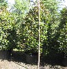 Photinia fraseri 'Red Robin'